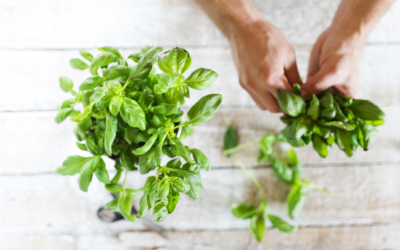 How to Store Fresh Herbs for the Winter